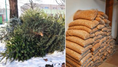 Il est possible de transformer les sapins de Noël en pellets de bois.