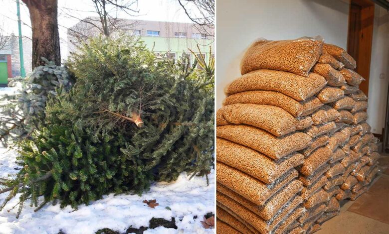 Il est possible de transformer les sapins de Noël en pellets de bois.