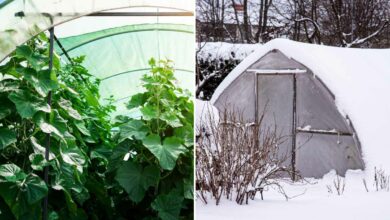 Comment garder sa serre hors gel lors des périodes hivernales ?