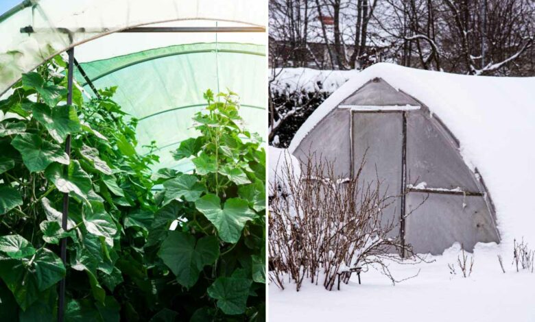 Comment garder sa serre hors gel lors des périodes hivernales ?