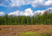 Des mégaprojets qui menacent nos forêts.