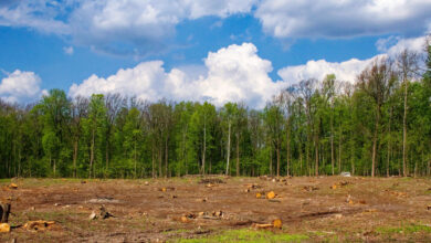 Des mégaprojets qui menacent nos forêts.