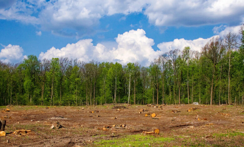 Des mégaprojets qui menacent nos forêts.