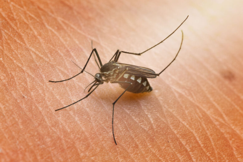 Un arrêté municipal a banni les moustiques de Briollay, dans le Maine-et-Loire.