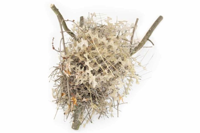 Des nids d'oiseaux fabriqués à partir de pointes anti-nidification.