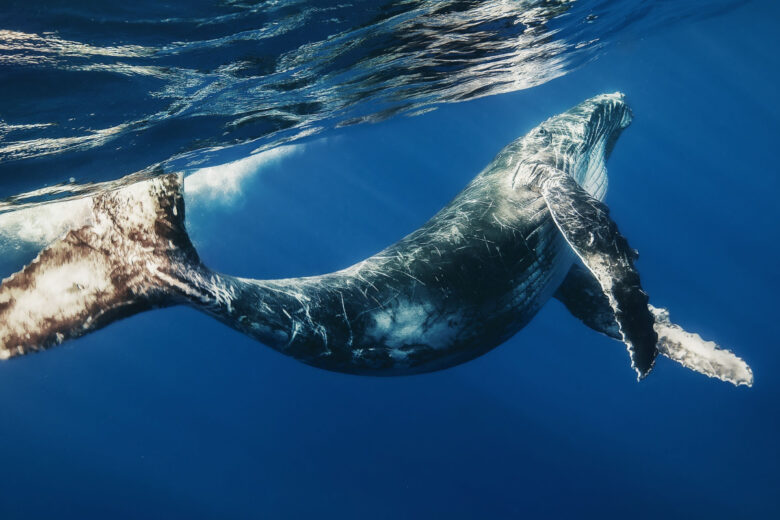 Des scientifiques auraient communiqué pendant plusieurs minutes avec une baleine.