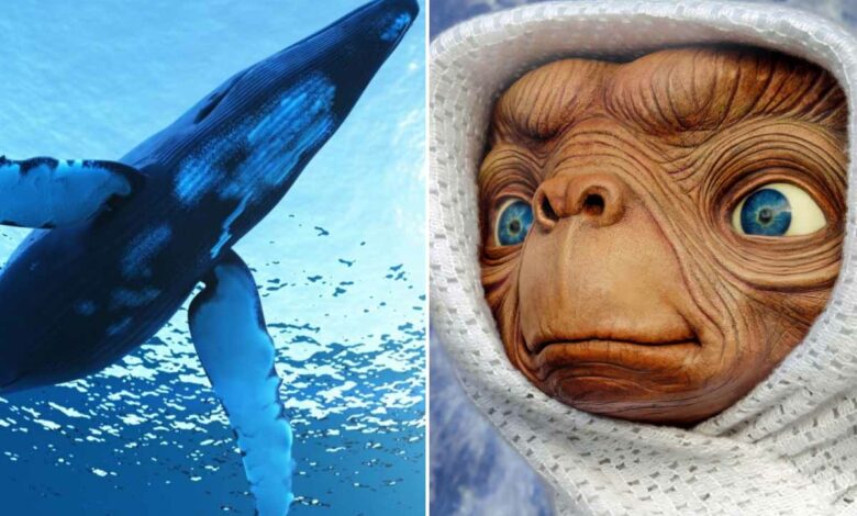 Et si comprendre les signaux sonores des baleines permettait de communiquer avec les extraterrestres.