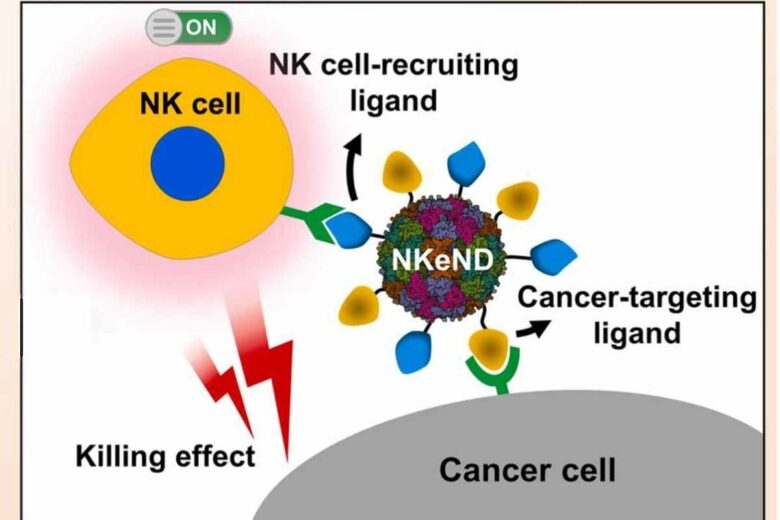 Schéma de la façon dont le nouveau nanodrone (NKeND) recrute des cellules tueuses naturelles (NK) pour attaquer les cellules cancéreuses.