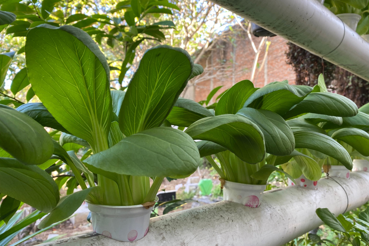 Des scientifiques ont récemment accéléré la croissance des plantes grâce à une méthode qui repose sur la stimulation électrique des racines.