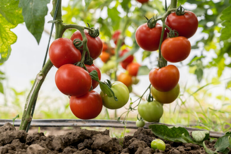 Une étude vient de découvrir que la subérine exodermique des racines de tomates servait de régulateur d'eau.