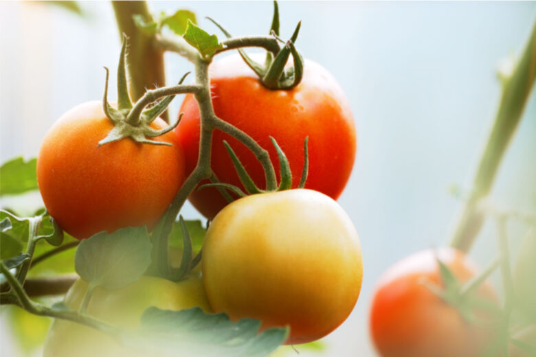 Pour réaliser cette étude, les chercheurs ont utilisé des plants de tomates génétiquement modifiés.