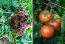 Des chercheurs du College of Biological Sciences de l’UC Davis découvrent que la subérine exodermique joue un rôle dans la régulation d'eau chez les tomates.