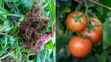 Des chercheurs du College of Biological Sciences de l’UC Davis découvrent que la subérine exodermique joue un rôle dans la régulation d'eau chez les tomates.