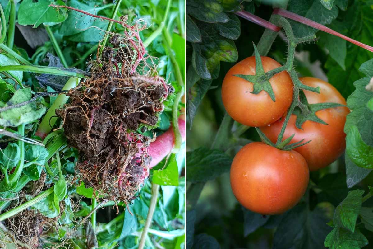 Des chercheurs du College of Biological Sciences de l’UC Davis découvrent que la subérine exodermique joue un rôle dans la régulation d'eau chez les tomates.