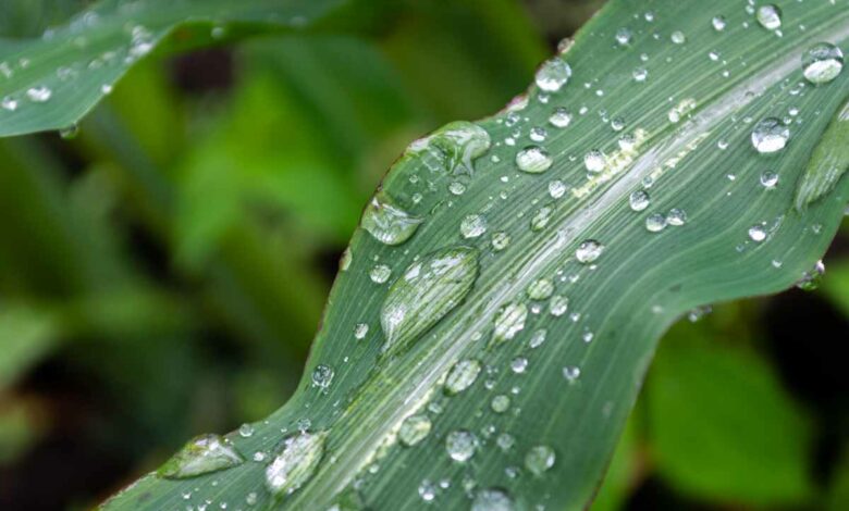 Produire de l'énergie à partir des gouttes de pluie.