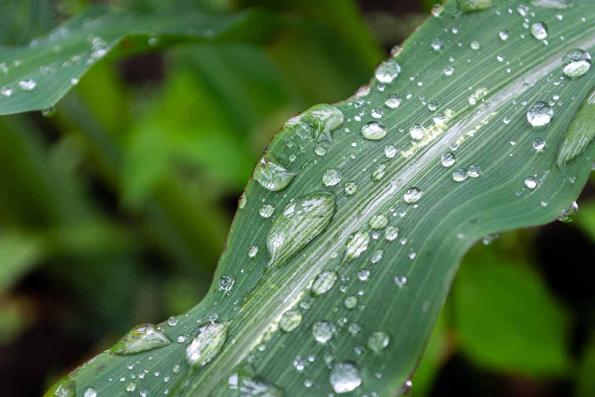 Produire de l'énergie à partir des gouttes de pluie.