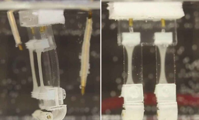 Le robot humanoïde bio-hybride évoluant dans l'eau.