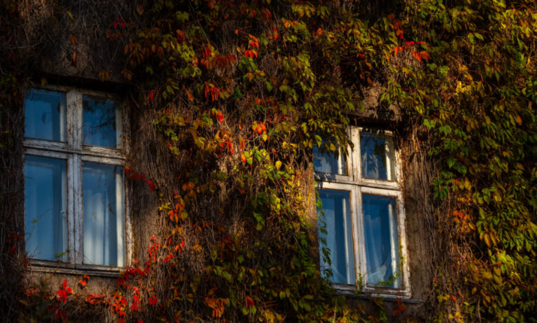 Une étude scientifique prouve l’utilité des murs végétaux pour mieux isoler les habitations.
