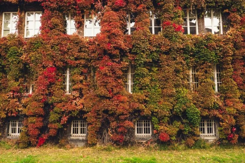 Un mur végétalisé peut contribuer au bien-être des habitants du bâtiment.