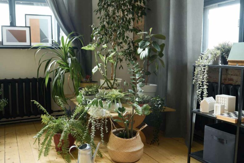 Avoir des plantes dans son logement contribuerait à faire baisser le stress.