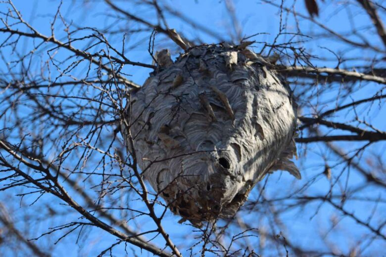 Les nids secondaires de frelons asiatiques se trouvent fréquemment en hauteur.