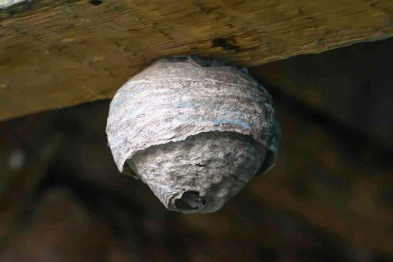 Un nid primaire de frelon asiatique héberge une reine qui ira coloniser lors de la saison chaude.