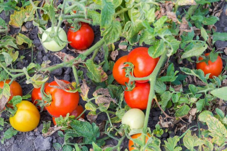 Des tomates du potager.