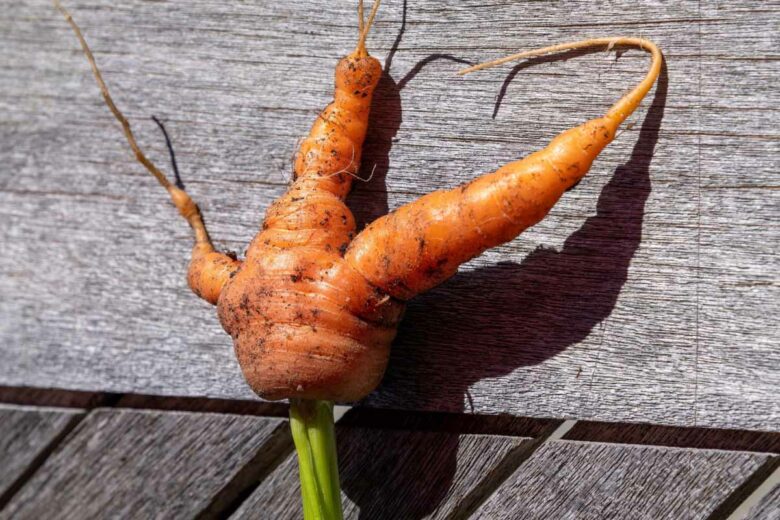 Les carottes du jardin bientôt taxées ?
