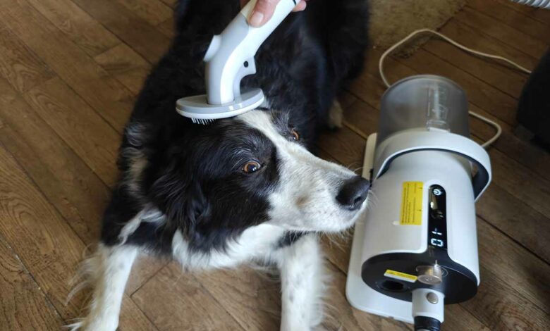 Kit de toilettage pour chien et aspirateur de poils d'animaux à