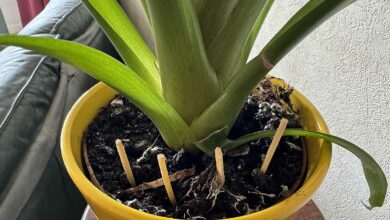 Les allumettes sont-elles efficaces pour servir d'engrais et éloigner les nuisibles de vos pots de plantes.