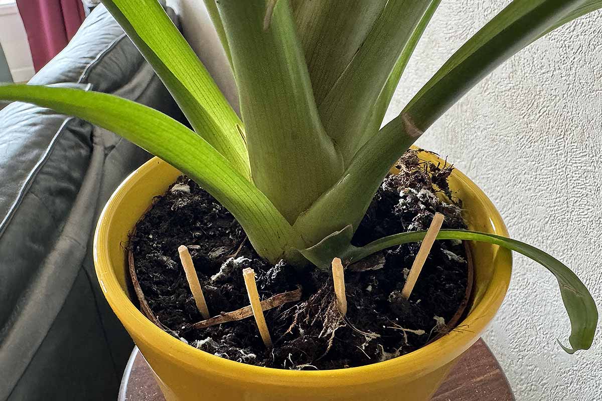 Les allumettes sont-elles efficaces pour servir d'engrais et éloigner les nuisibles de vos pots de plantes.