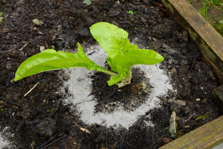 Quelles sont les plantes qui aiment la cendre ?