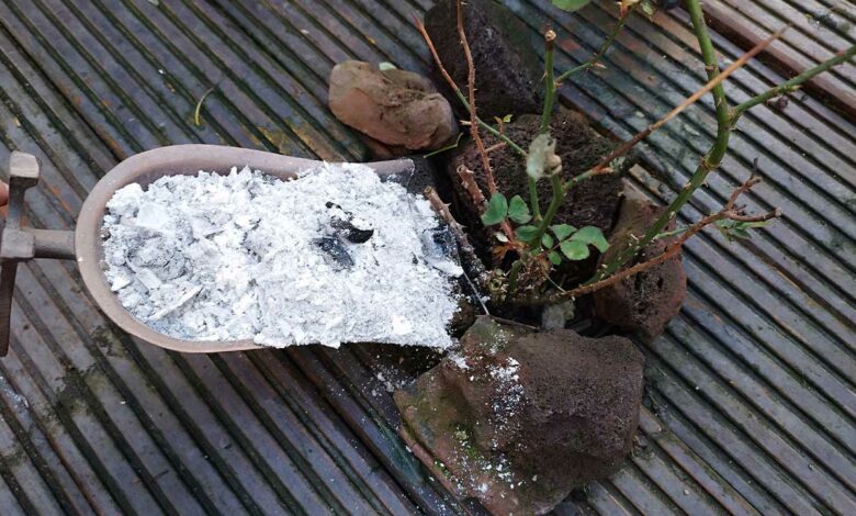 Est-il bon de mettre de la cendre dans le jardin ?