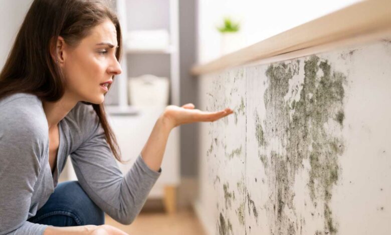 Quel est le meilleur isolant pour un mur humide ?