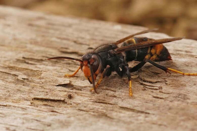 Le frelon asiatique est une menace pour nos abeilles.