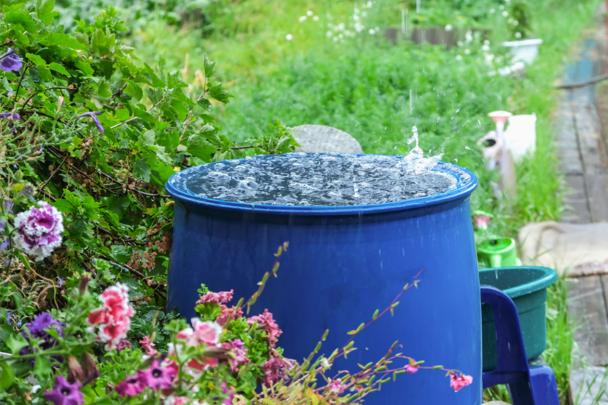 Est-il rentable de récupérer de l'eau de pluie ?