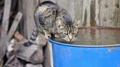 Comment récupérer l'eau de pluie quand on a pas de gouttière ?