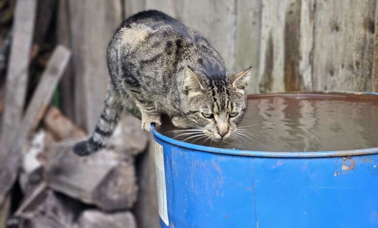 Comment récupérer l'eau de pluie quand on a pas de gouttière ?