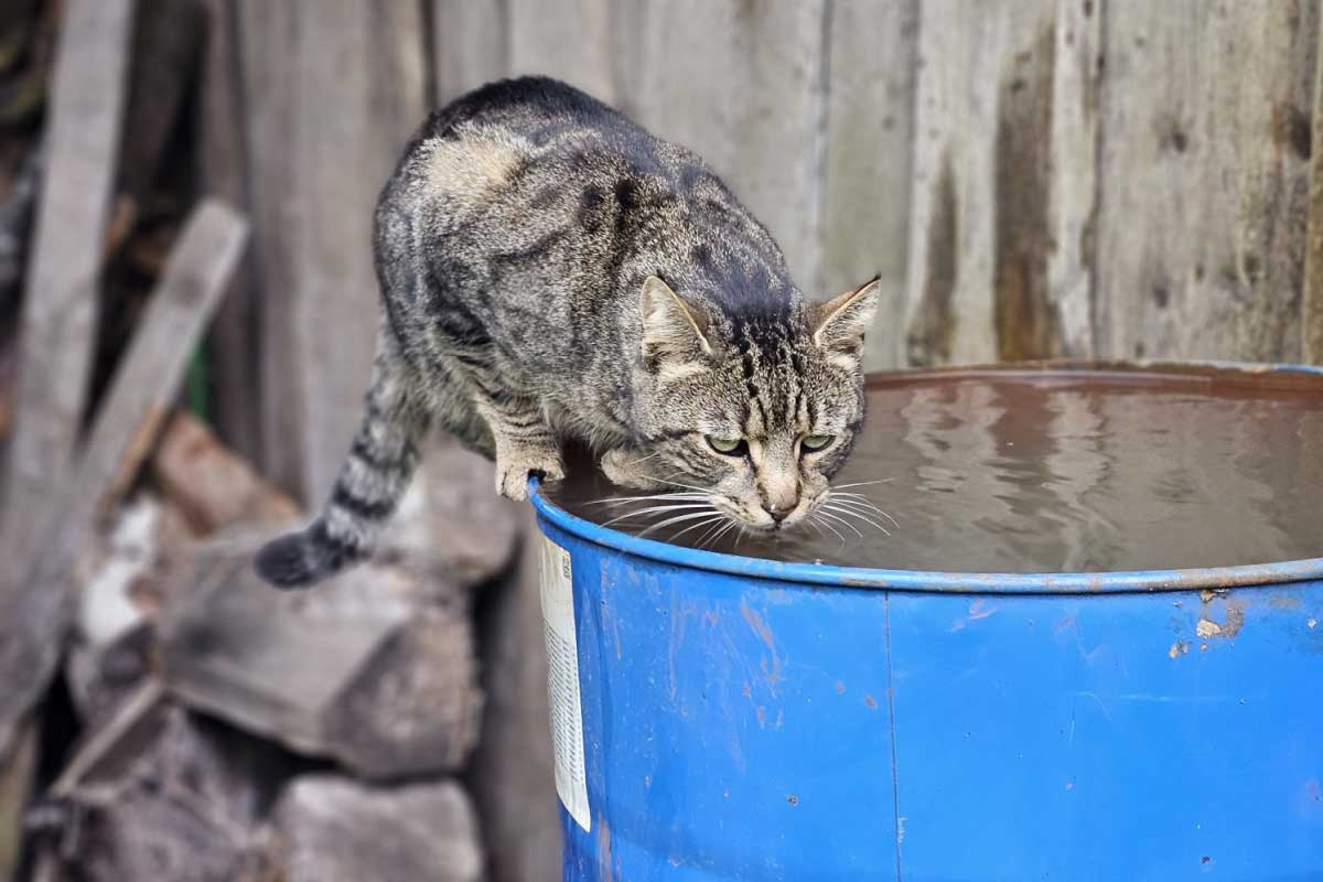 Comment récupérer l'eau de pluie quand on a pas de gouttière ?