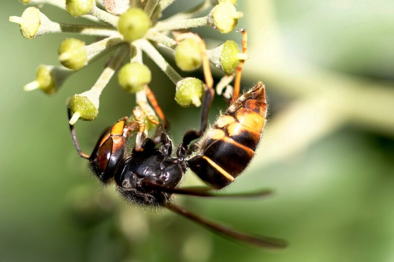 Le frelon asiatique reconnaissable à ses pattes jaunes : un véritable fléau pour les abeilles.