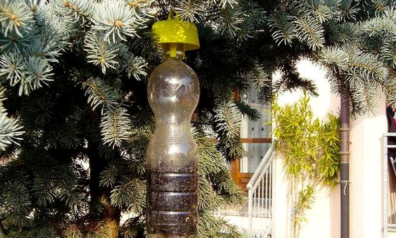 Le piège s'accroche directement dans les arbres au plus près des passages des frelons asiatiques.