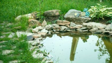 Quelles plantes pour un jardin de pluie ?