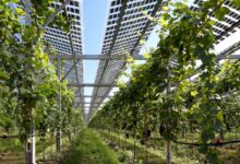 Des vignes et des panneaux solaires qui protègent de la grêle et produisent de l'énergie.
