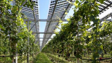 Des vignes et des panneaux solaires qui protègent de la grêle et produisent de l'énergie.