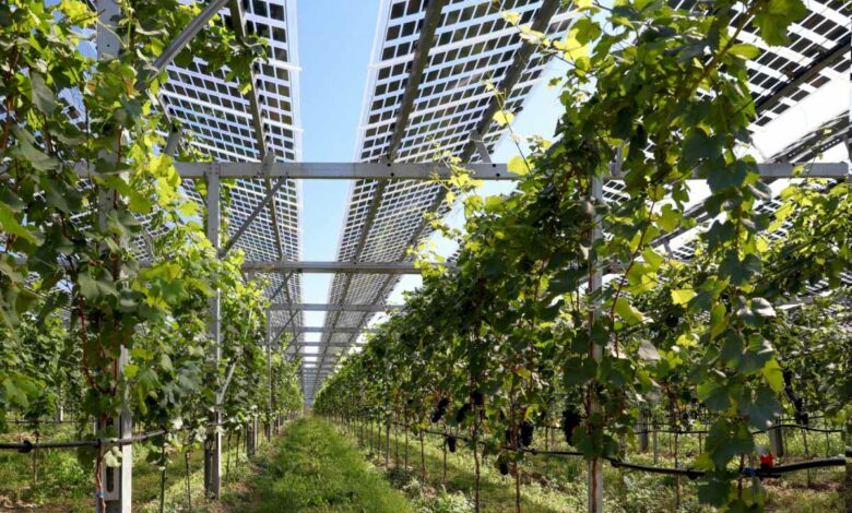 Des vignes et des panneaux solaires qui protègent de la grêle et produisent de l'énergie.