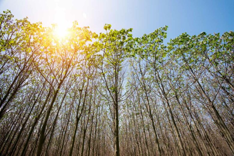 Le paulownia est l'un des arbres à la croissance la plus rapide au monde.
