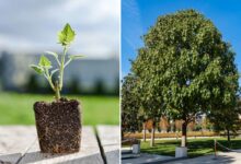 Cet arbre absorbe entre 4 à 10 fois plus de CO2 que ses homologues.