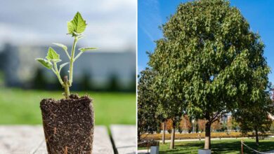 Cet arbre absorbe entre 4 à 10 fois plus de CO2 que ses homologues.