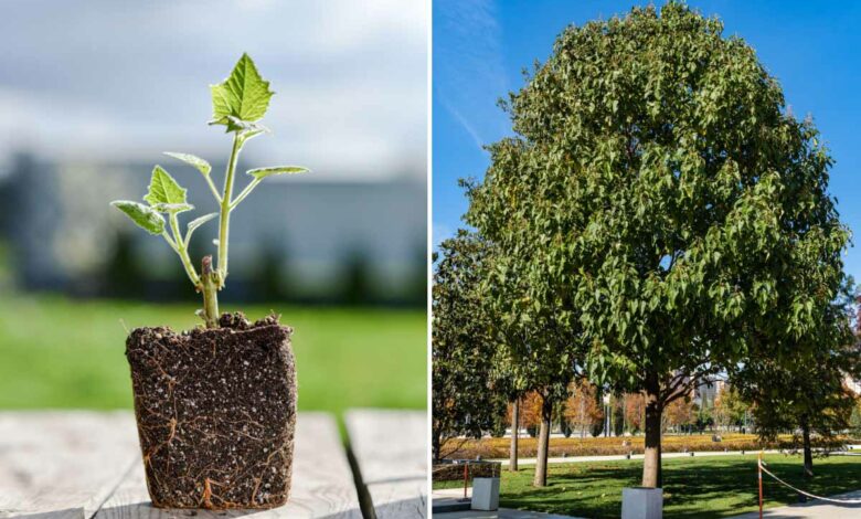 Cet arbre absorbe entre 4 à 10 fois plus de CO2 que ses homologues.