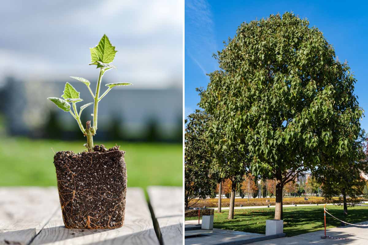 Cet arbre absorbe entre 4 à 10 fois plus de CO2 que ses homologues.